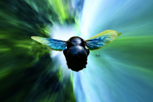 Swiss Artwork Photography by Raphaël Wolf The blue bee facing the green hole of hope