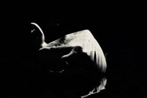 Wolf Foto / CHITIN PHOTOGRAPH ENCHANTEUR Raphaël Wolf Ballet Swan of the wing