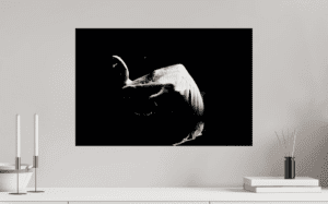 Ballet swan of the wing Digital Artist Raphael Wolf Zürich Schweiz