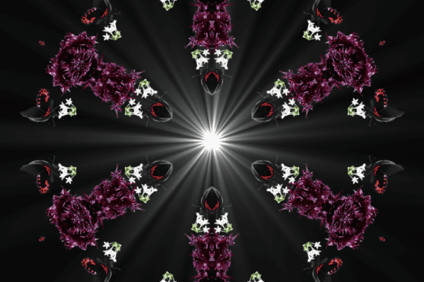 Butterfly black red Digital Artist Raphael Wolf Zürich Schweiz