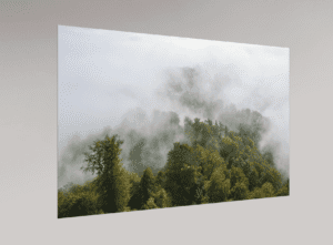 Swiss Artwork by Raphaël Wolf Zurich The Foggy Forest