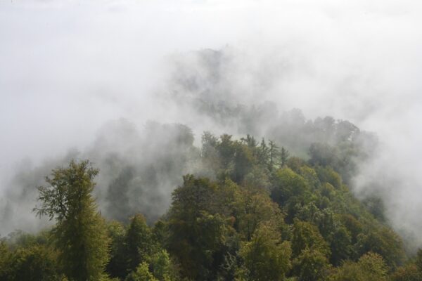 Foggy Forest Artist Raphael Wolf Zürich Schweiz