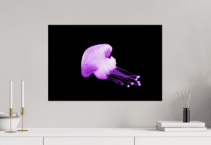 Swiss Artwork Photography by Raphaël Zurich Switzerland Wolf Jellyfish Pink