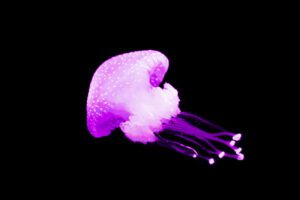 Swiss Artwork Photography by Raphaël Zurich Switzerland Wolf Jellyfish Pink