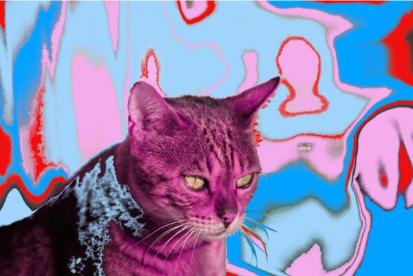 Swiss Artwork Photography by Raphaël Zurich Switzerland Wolf Psychedelic cat