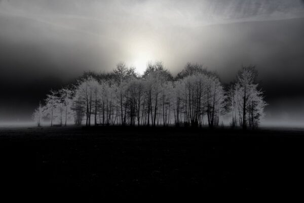 Swiss Artwork Photography by Raphaël Zurich Switzerland Wolf Dark Art Forest in the Fog