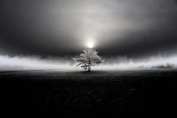 Swiss Artwork Photography by Raphaël Zurich Switzerland Wolf Dark Art Tree in the Fog