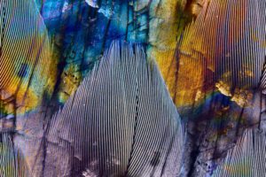 Swiss Artwork Photography by Raphaël Zurich Switzerland Wolf Feather Blue Interlaced