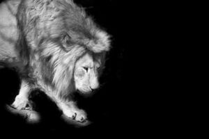 Swiss Artwork Photography by Raphaël Zurich Switzerland Wolf Dark Art Lion On Silken Paws