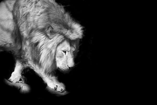 Swiss Artwork Photography by Raphaël Zurich Switzerland Wolf Dark Art Lion On Silken Paws