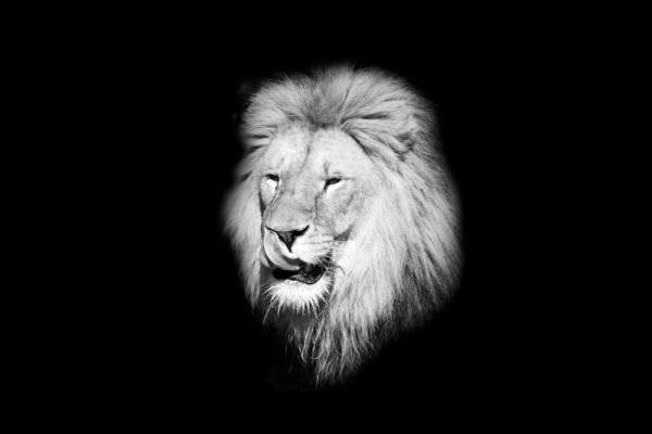 Swiss Artwork Photography by Raphaël Zurich Switzerland Wolf Dark Art Lion The Licking Snout