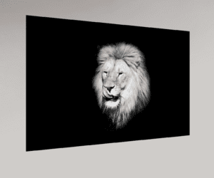 Swiss Artwork Photography by Raphaël Zurich Switzerland Wolf Dark Art Lion The Licking Snout