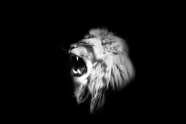 Swiss Artwork Photography by Raphaël Zurich Switzerland Wolf Dark Art Lion The Cry