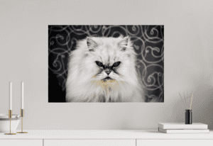 Swiss Artwork Photography by Raphaël Zurich Switzerland Wolf rPersian Devil Cat