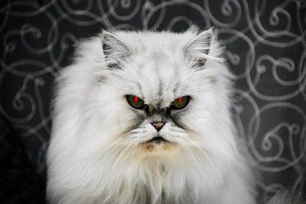 Swiss Artwork Photography by Raphaël Zurich Switzerland Wolf rPersian Devil Cat