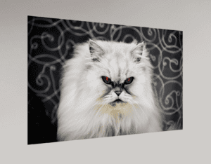 Swiss Artwork Photography by Raphaël Zurich Switzerland Wolf rPersian Devil Cat