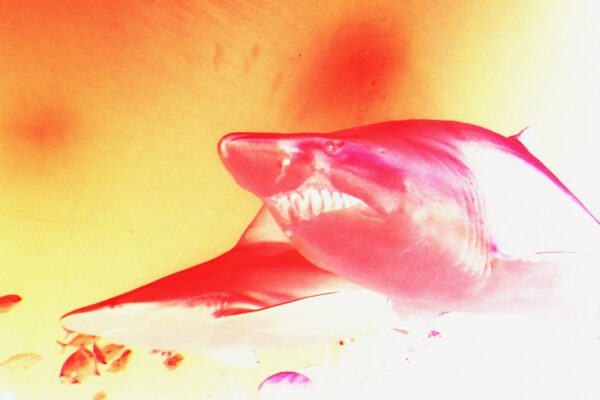 Swiss Artwork Photography by Raphaël Zurich Switzerland Wolf Shark Red