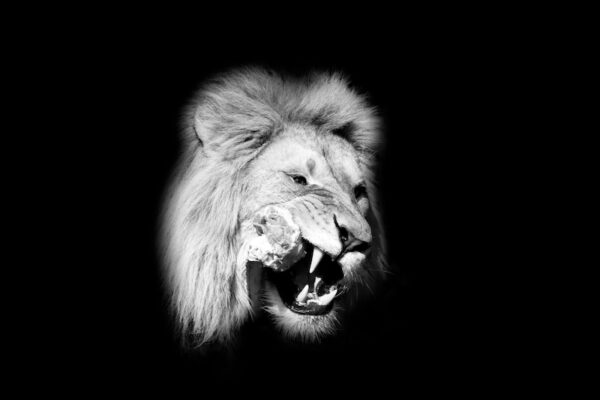 Swiss Artwork Photography by Raphaël Zurich Switzerland Wolf Dark Art The Hungry Lion