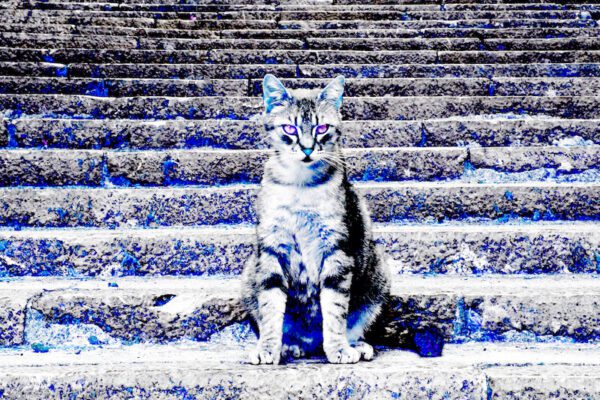 Swiss Artwork by Raphaël Wolf Zurich Cat Blue