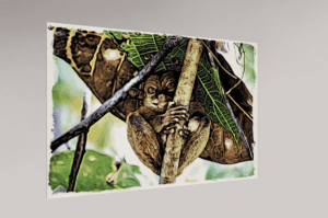 Swiss Artwork by Raphaël Wolf Zurich Tarsier