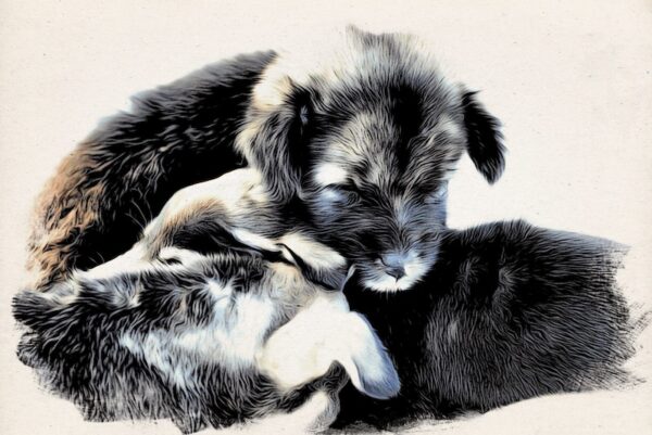 Swiss Artwork by Raphaël Wolf Zurich Puppies