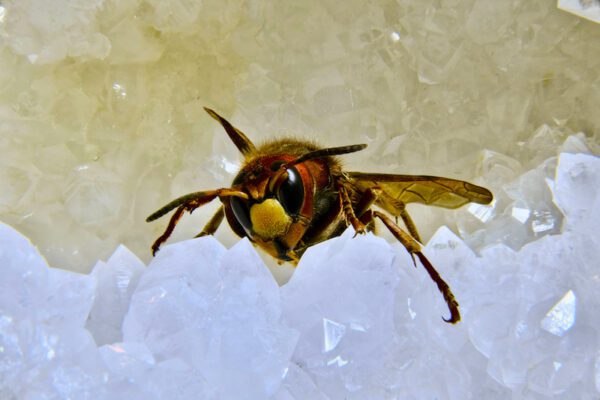 Swiss Artwork by Raphaël Wolf Zurich Hornet Ice Queen Macro Photography