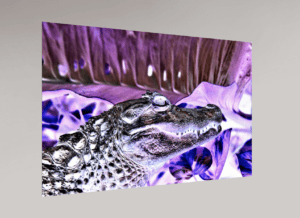 Swiss Artwork by Raphaël Wolf Zurich Crocodile Purple