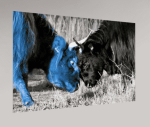 Swiss Artwork by Raphaël Wolf Zurich Highland cattle Bull fight blue