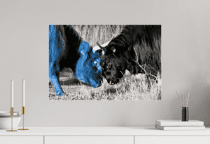 Swiss Artwork by Raphaël Wolf Zurich Highland cattle Bull fight blue