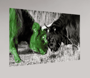 Swiss Artwork by Raphaël Wolf Zurich Highland cattle Bull fight green