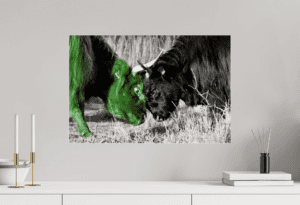 Swiss Artwork by Raphaël Wolf Zurich Highland cattle Bull fight green