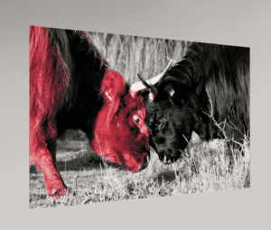 Swiss Artwork by Raphaël Wolf Zurich Highland cattle Bull fight red