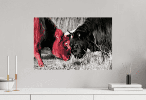 Swiss Artwork by Raphaël Wolf Zurich Highland cattle Bull fight red