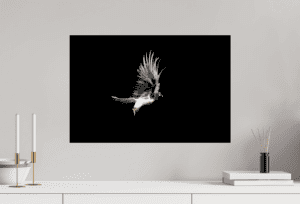 Swiss Artwork by Raphaël Wolf Zurich Smooth Gliding Bearded vulture