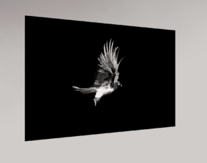 Swiss Artwork by Raphaël Wolf Zurich Smooth Gliding Bearded vulture