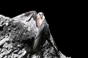 Swiss Artwork by Raphaël Wolf Zurich My Stone Black Bearded vulture