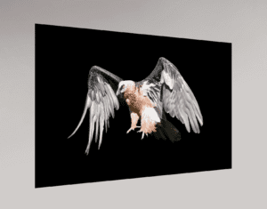 Swiss Artwork by Raphaël Wolf Zurich Bearded vulture Slapped on the wall Black