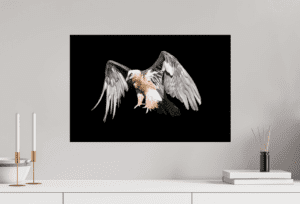 Swiss Artwork by Raphaël Wolf Zurich Bearded vulture Slapped on the wall Black