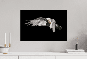 Swiss Artwork by Raphaël Wolf Zurich Under My Wing Black Bearded vulture