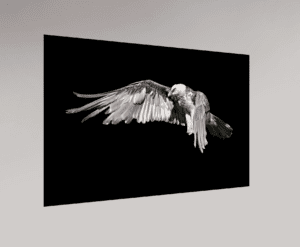 Swiss Artwork by Raphaël Wolf Zurich Under My Wing Black Bearded vulture