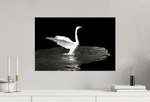 Swiss Artwork by Raphaël Wolf Zurich The Art Of Swan Ballet 2