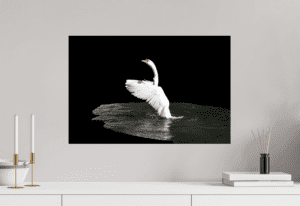 Swiss Artwork by Raphaël Wolf Zurich The Art Of Swan Ballet