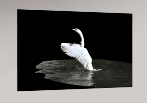 Swiss Artwork by Raphaël Wolf Zurich The Art Of Swan Ballet