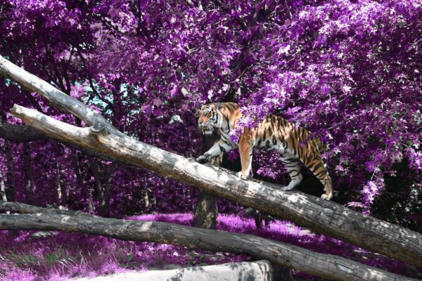 Swiss Artwork by Raphaël Wolf Zurich Tiger & Violet